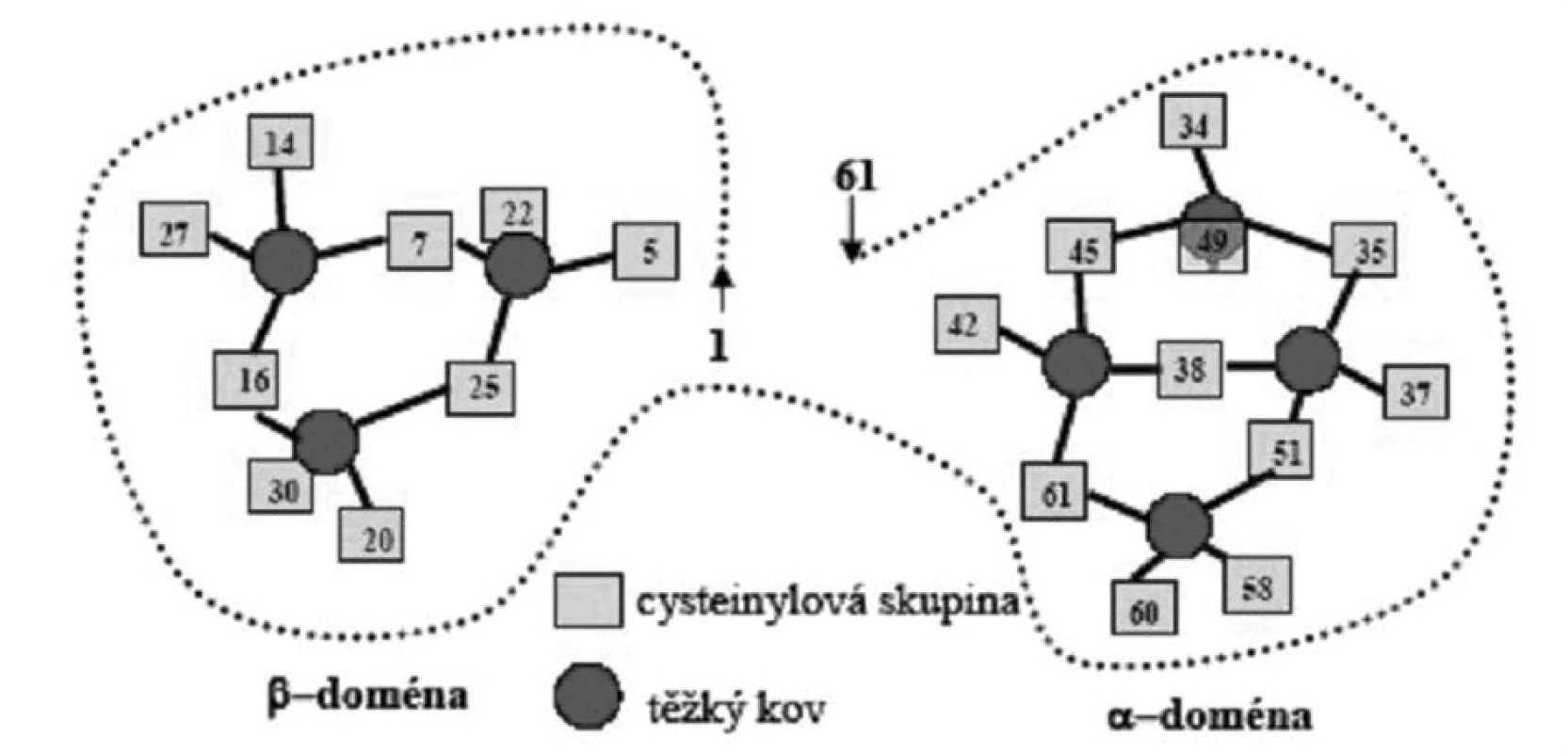 Schéma molekuly MT.