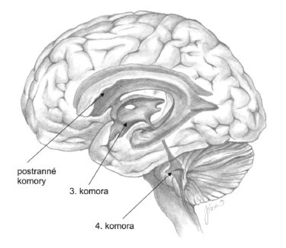 Komorový systém mozgu.